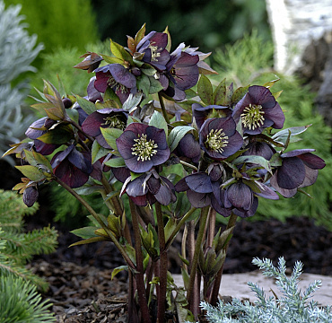 Helleborus orientalis 'Dark as Night'