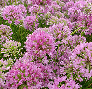 Allium 'Avatar'