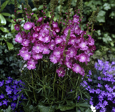 Sidalcea 'Candy Girl'