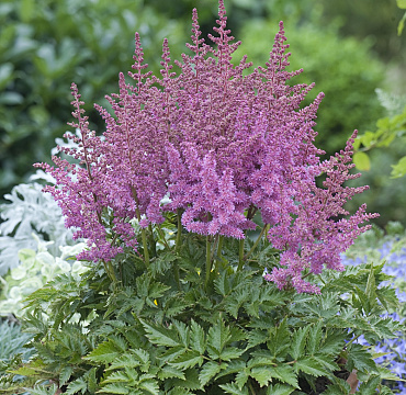 Astilbe 'Little Vision in Pink'