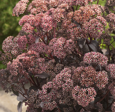 Sedum Telephium 'Coral Reef'