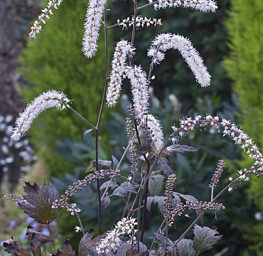 Actaea 'Queen of Sheba'