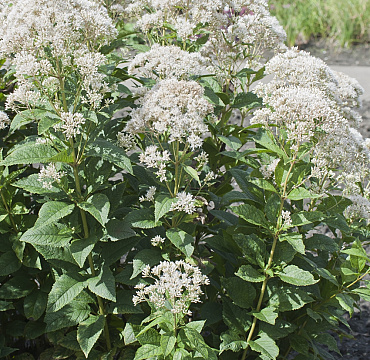 Eupatorium 'Snowball'