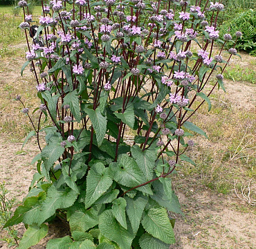 Phlomis 'Prima Donna'