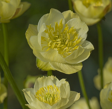 Trollius 'Cheddar'