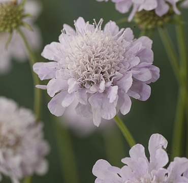 Scabiosa 'Champanelle'