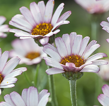 Rhodanthemum 'Marrakech'