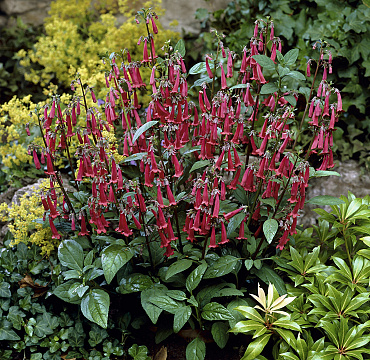 Phygelius 'New Sensation'