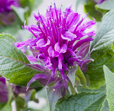 Monarda 'Purple Lace'