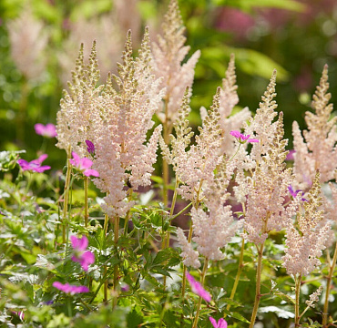 Astilbe chinensis 'Vision Inferno'