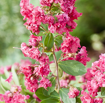 Lagerstroemia indica L. 'Red Filli'