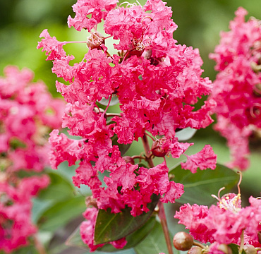 Lagerstroemia indica L. 'Coral Filli'