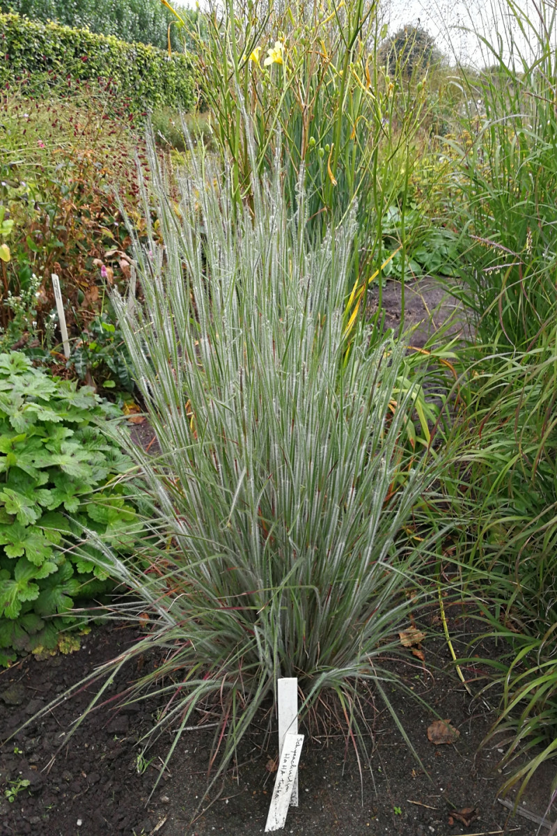 Perennial Varieties Future Plants