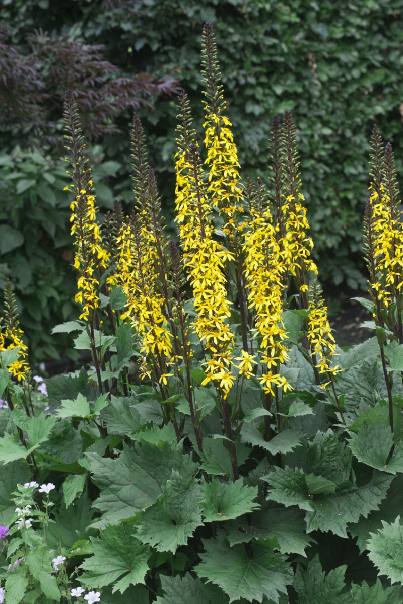 Perennial Varieties Future Plants Perennial Varieties Future Plants