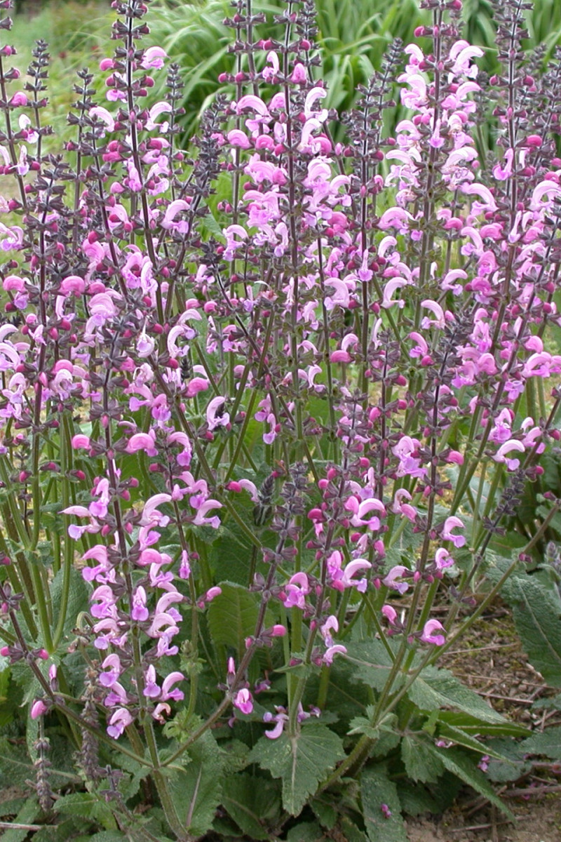 Perennial Varieties Future Plants