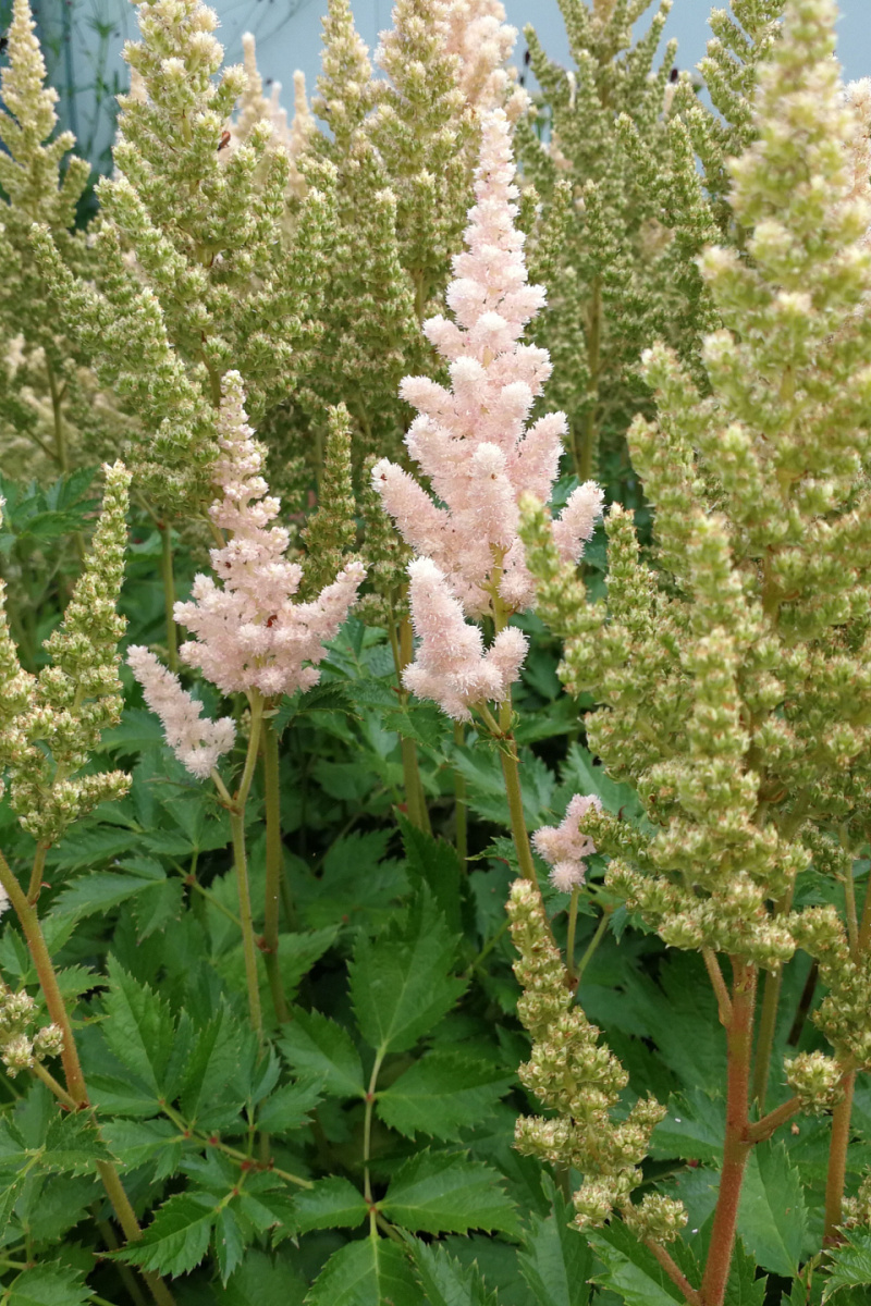 Perennial varieties | Future Plants