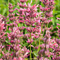 Agastache Mexicana 'Red Fortune'