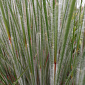 Schizachyrium scop. 'Ha Ha Tonka'