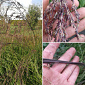 Molinia arundinacea 'Dark Beauty'