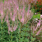 Veronicastrum virginicum 'Challenger'