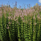 Veronicastrum virginicum 'Challenger'