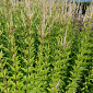 Veronicastrum virginicum 'Challenger'