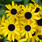 Rudbeckia x 'American Gold Rush'