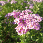 Achillea siberica 'Love Parade'