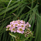 Achillea siberica 'Love Parade'