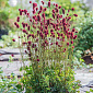 Sanguisorba 'Proud Mary'