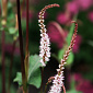 Persicaria Bistorta amplexicaulis 'Alba'