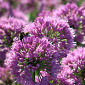 Allium 'Millenium'