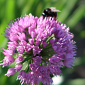 Allium 'Millenium'