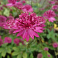 Astrantia major 'Capri'