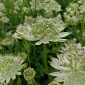 Astrantia major 'Pisa'