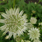 Astrantia major 'Pisa'