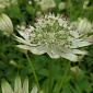 Astrantia major 'Pisa'