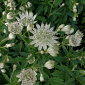 Astrantia major 'Pisa'