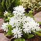 Campanula glomerata 'Chico Blanco'