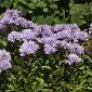 Campanula glomerata 'Chico Rosa'