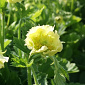 Geum rivale 'Tales of Hex'