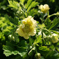 Geum rivale 'Tales of Hex'