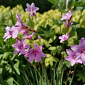 Dierama pauciflorum 'Luana'