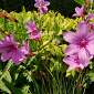 Dierama pauciflorum 'Luana'