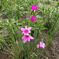 Dierama pauciflorum 'Luana'