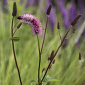 Sanguisorba menziesii 'Wake Up'