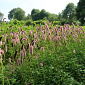 Sanguisorba menziesii 'Wake Up'