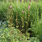 Sanguisorba menziesii 'Wake Up'