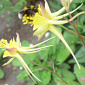 Aquilegia chrysantha var. chaplinei