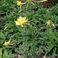 Aquilegia chrysantha var. chaplinei